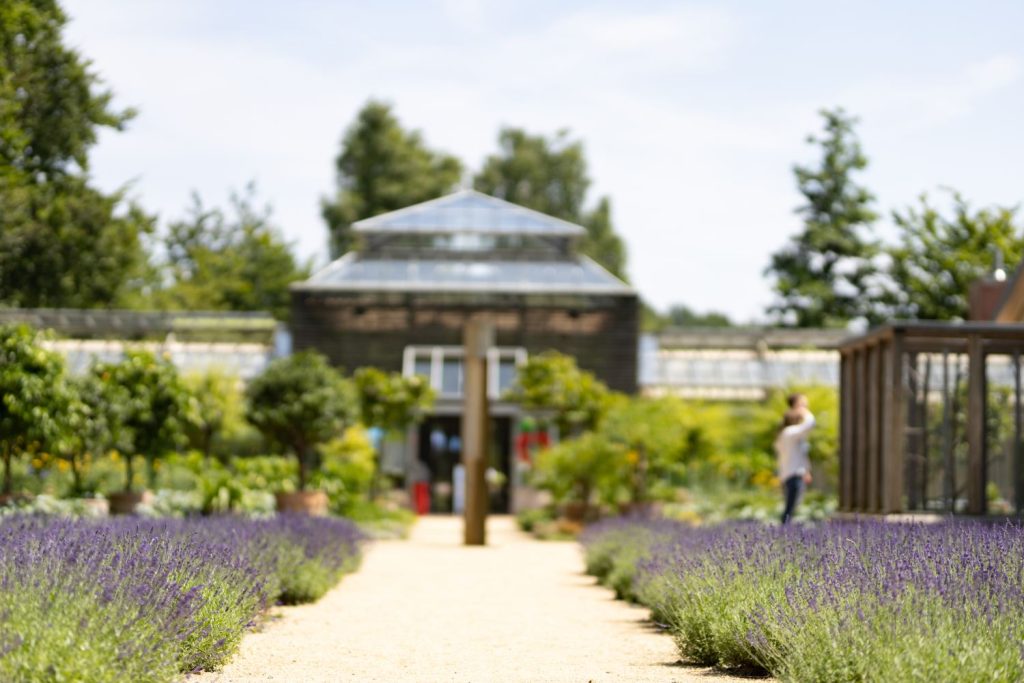 Rechts und links eines Wegs blühender Lavendel, im Hintergrund unscharf ein großes Gewächshaus